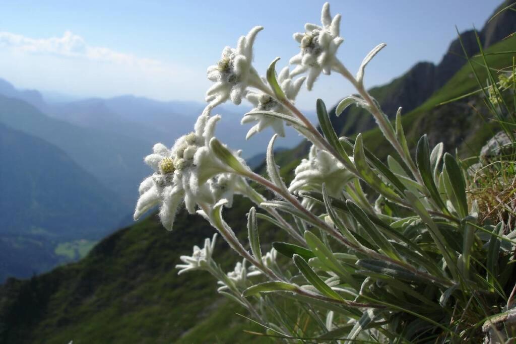 Gite Au Printemps Japonais, Petit Train De La Mure, Parc Des Ecrins Pierre-Chatel Екстер'єр фото