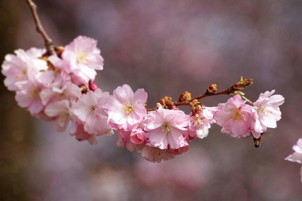 Gite Au Printemps Japonais, Petit Train De La Mure, Parc Des Ecrins Pierre-Chatel Екстер'єр фото